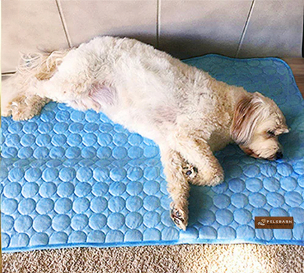 Customer dog resting on a Pelsbarn cooling mat