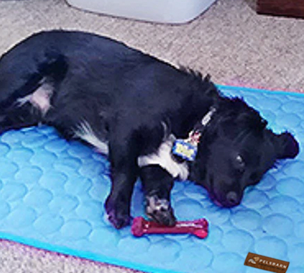Customer dog lying on a Pelsbarn cooling mat