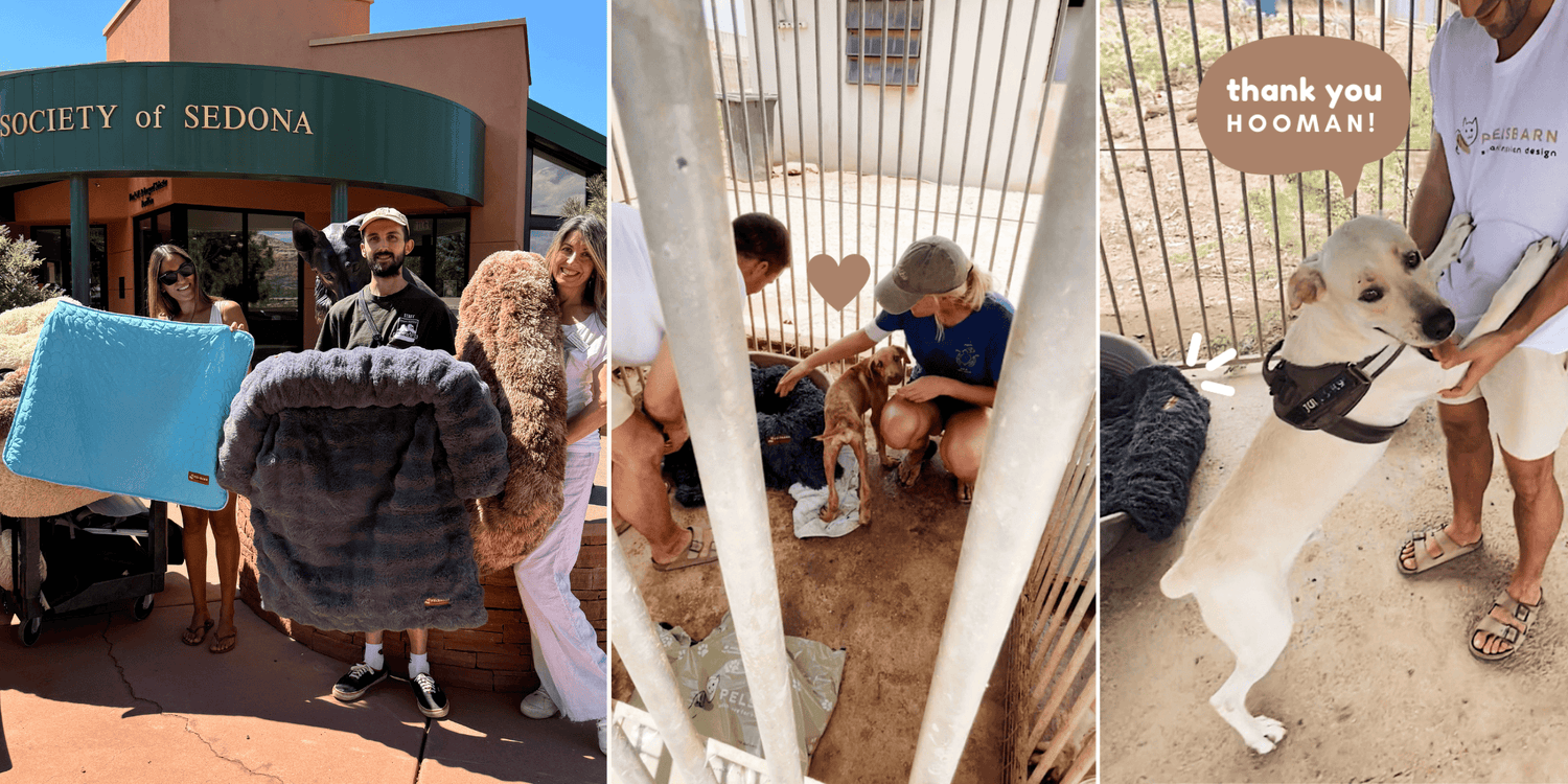 American Humane Society representative